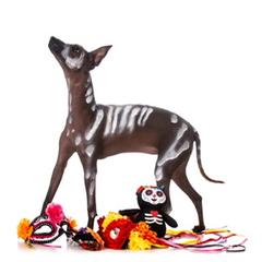 Tesla - Xoloitzcuintli