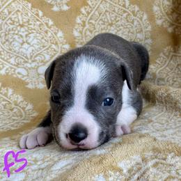 Blue and White Female - Blue female American Pit Bull Terrier puppy in Nine Mile Falls, Washington from Bartin Kennels