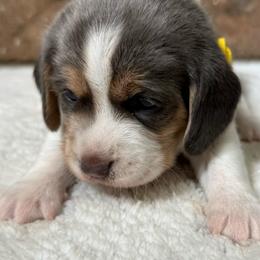 Kiwi - Blue tan and white female Beagle puppy in Rogersville, Missouri from Hales Little Beagle Haven