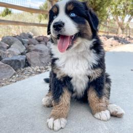 Australian Shepherd, Miniature American Shepherd, Miniature Australian Shepherd, and Toy Australian Shepherd Puppies from Painted Blue Aussies