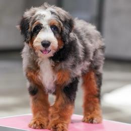 Luigi - Blue merle male Bernedoodle puppy in Dundee, Ohio from Down Home Doodle