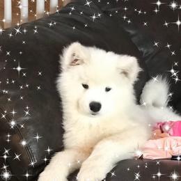 Samoyed Puppies from Saratoga Samoyeds