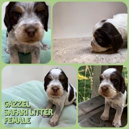 Gazelle - Liver white and roan female English Springer Spaniel puppy in Billings, Montana from M&M Fuzzy Bottom Friends