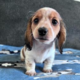 Bernice - Piebald female Dachshund puppy in Ocala, Florida from Weenie Boops