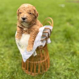 Strawberry - Red  female Goldendoodle puppy in Battleground, Washington from Doodles Delight PNW