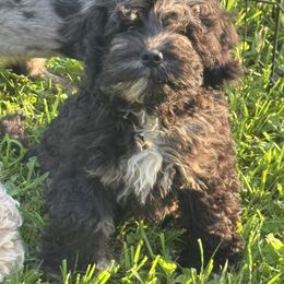 Boy 1 - Merle Cockapoo puppy in Berea, Kentucky from Blair’s Furry Friends
