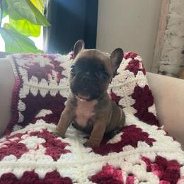 Michael - Fawn and white male French Bulldog puppy in New Waverly, Texas from C.P. Puppy Buddies