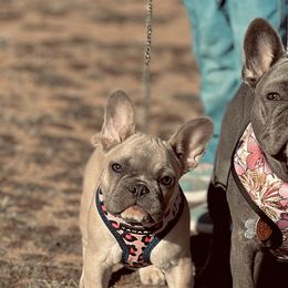 French Bulldogs from The Kings Ransom French Bulldogs