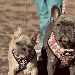 French Bulldogs from The Kings Ransom French Bulldogs