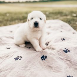 Boy 3 - Great Pyrenees puppy in New Palestine, Indiana from Hitchcock Homestead