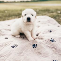 Boy 3 - Great Pyrenees puppy in New Palestine, Indiana from Hitchcock Homestead