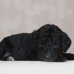 Nana - Black female Goldendoodle puppy in Guthrie, Oklahoma from Edmond Doodles, LLC