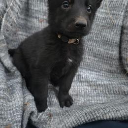 Beige Collar Male - Black male German Shepherd puppy in Cadet, Missouri from Working Valley Shepherds