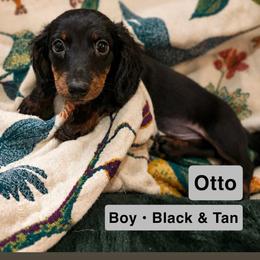 Otto - Blue and tan male Dachshund puppy in Phoenix, Arizona from The Long Dog Lounge