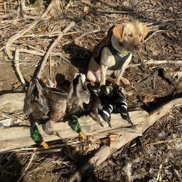 Labrador Retriever Puppies from Cary’s Buck Creek Retrievers