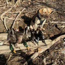 Labrador Retriever Puppies from Cary’s Buck Creek Retrievers