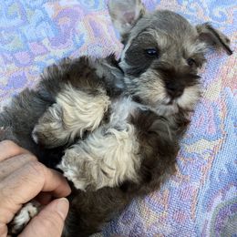 Miniature Schnauzer Puppies from The BrickHouse Miniature Schnauzers
