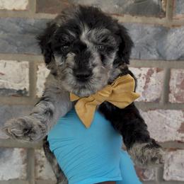 Mango - Merle male Goldendoodle puppy in Richmond, Texas from Harper’s Heartbeats