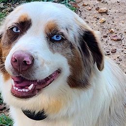 Ginger - Australian Shepherd puppy in Puryear, Tennessee from Double G Ranch