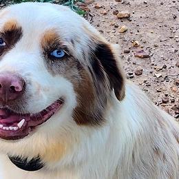 Ginger - Australian Shepherd puppy in Puryear, Tennessee from Double G Ranch