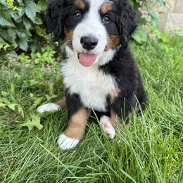 Bernese Mountain Dog Puppies from Blair Berners