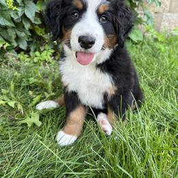Bernese Mountain Dog Puppies from Blair Berners