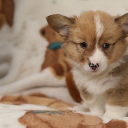 Boy 1 - Sable male Pembroke Welsh Corgi puppy in Karnack, Texas from Sureshot Corgis