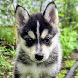 Fenrir - Black and white male Pomsky puppy in Kennewick, Washington from Nebula Ranch Pomskies