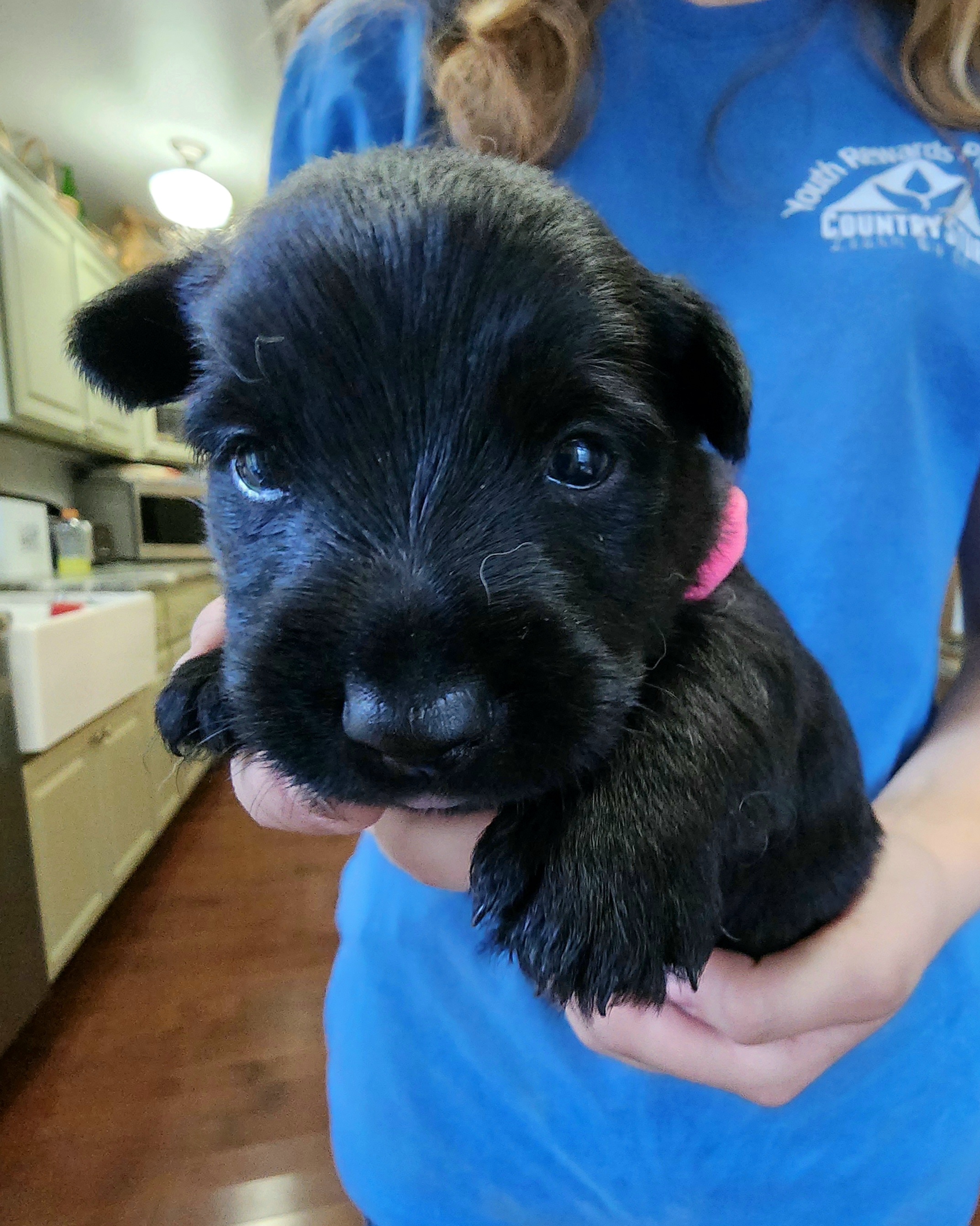 Scottish Terrier Puppies from Nicole's Scottish Terriers