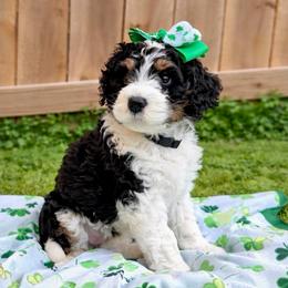 Sprinkles - Tri-color female Bernedoodle puppy in Boiling Springs, South Carolina from OlliePups, LLC