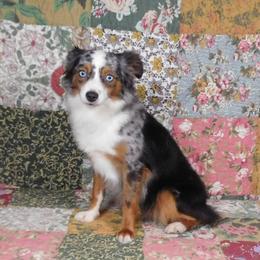 Nimbus - Toy Australian Shepherd