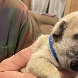 French Bulldogs from Home Grown Frenchies