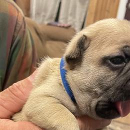 French Bulldogs from Home Grown Frenchies