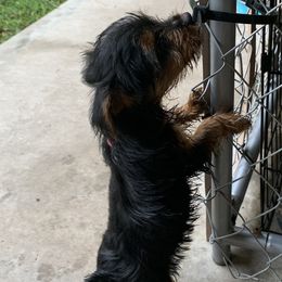 Yorkshire Terriers from Purebred Yorkies