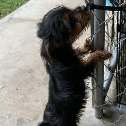 Yorkshire Terriers from Purebred Yorkies