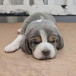 Red - Blue tan and white male Beagle puppy in Henefer, Utah from Lazy G Kennels
