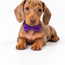 Pancetta - Dapple female Dachshund puppy in Illinois from William Rotsaert