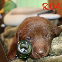 ROADIE - Chocolate male Labrador Retriever puppy in Lawton, Michigan from DuckAlly Kennel