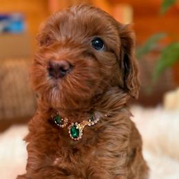 Esme - Red  female Goldendoodle puppy in Pine Grove, California from Lundee Doodles
