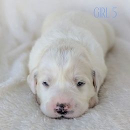 Girl 5 - White female Great Pyrenees puppy in Yakima, Washington from Naches Heights Ranch