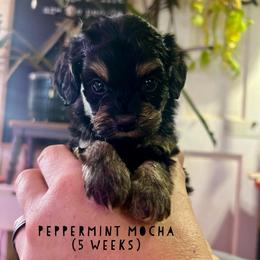 Peppermint Mocha - with training - Black and tan female Cockapoo puppy in Boonville, North Carolina from Doods & Dolls