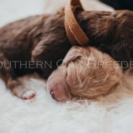 Bernedoodle Puppies from Southern Oak Breeder LLC
