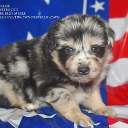 Analise - Blue merle female Miniature Australian Shepherd puppy in Patterson, North Carolina from DreamLine Aussies