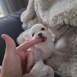 Chihuahua Puppies from ChibiChi