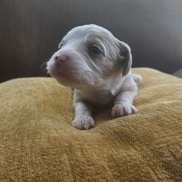 Lilo - Cream female Cavapoo puppy in Jarrell, Texas from Grapeshot Poodles & Doodles