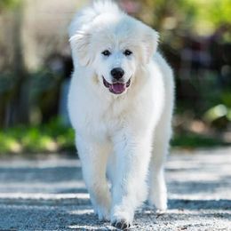 Great Pyrenees and Russell Terriers from Aabras Great Pyreneez
