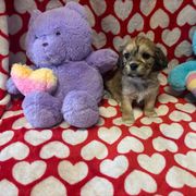 Chip - Sable and white Cavachon puppy in Hudson, Massachusetts from Lindsey's Waggingtails Cavachons