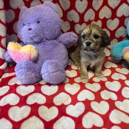 Chip - Sable and white Cavachon puppy in Hudson, Massachusetts from Lindsey's Waggingtails Cavachons