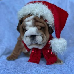 Walter - Red male Bulldog puppy in Lakeland, Florida from Fur Love And Puppies