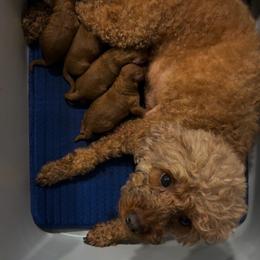 Boy 2 - Red  male Poodle puppy in Miami, Florida from Katy's Toy Poodles & Doodles